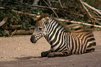 Zebra foal