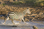 Zebra in the water